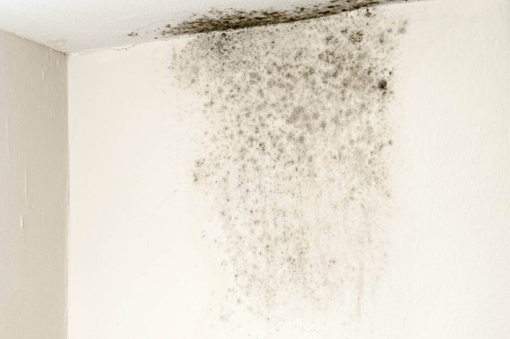 Tome cuidados básicos com sua casa